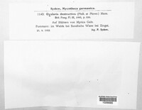 Ramularia rufibasis image